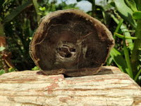 Polished Petrified Wood Slices x 2 From Gokwe, Zimbabwe