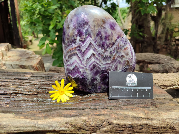 Polished XL Chevron Amethyst Standing Free Form x 1 from Zambia