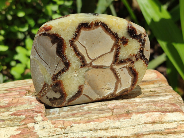 Polished Septerye Slices x 6 From Mahajanga, Madagascar