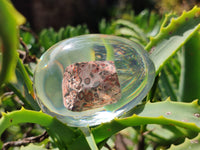 Polished Snakeskin Rhyolite Jasper Specimen In Resin Egg - Sold Per Item - From Australia