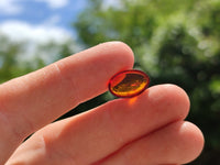 Polished Pair Of Fossilised Baltic Amber Cabochons - Sold Per Pair - From Poland