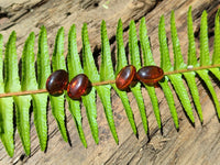 Polished Pair Of Fossilised Baltic Amber Cabochons - Sold Per Pair - From Poland