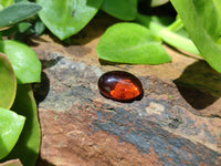 Polished Pair Of Fossilised Baltic Amber Cabochons - Sold Per Pair - From Poland