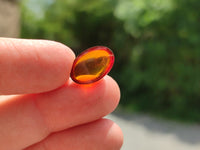 Polished Pair Of Fossilised Baltic Amber Cabochons - Sold Per Pair - From Poland