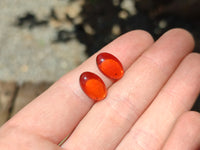 Polished Pair Of Fossilised Baltic Amber Cabochons - Sold Per Pair - From Poland