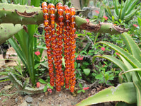 Polished Fossilised Baltic Amber Necklace - Sold Per Item - From Poland