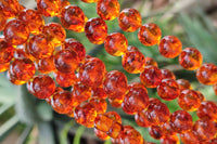 Polished Fossilised Baltic Amber Necklace - Sold Per Item - From Poland