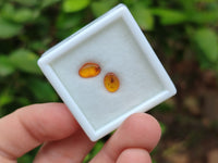 Polished Fossilised Insects In Baltic Amber Display Box - Sold Per Box - From Poland