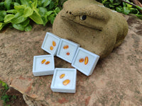 Polished Fossilised Insects In Baltic Amber Display Box - Sold Per Box - From Poland