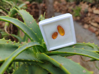 Polished Fossilised Insects In Baltic Amber Display Box - Sold Per Box - From Poland