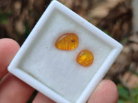 Polished Fossilised Insects In Baltic Amber Display Box - Sold Per Box - From Poland