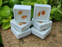 Polished Fossilised Insects In Baltic Amber Display Box - Sold Per Box - From Poland