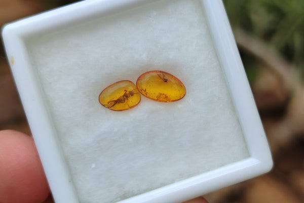 Polished Fossilised Insects In Baltic Amber Display Box - Sold Per Box - From Poland