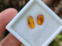 Polished Fossilised Insects In Baltic Amber Display Box - Sold Per Box - From Poland