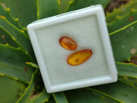 Polished Fossilised Insects In Baltic Amber Display Box - Sold Per Box - From Poland