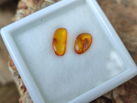 Polished Fossilised Insects In Baltic Amber Display Box - Sold Per Box - From Poland