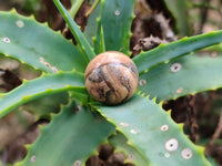 Polished Mini Namibian Desert Picture Stone Jasper Sphere-Balls - Sold Per Item - From Ais-Ais Namibia