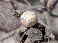 Polished Mini Namibian Desert Picture Stone Jasper Sphere-Balls - Sold Per Item - From Ais-Ais Namibia