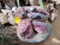 Natural Rhodonite Cobbed Specimens x 6 From Zimbabwe