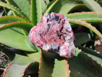 Natural Rhodonite Cobbed Specimens x 6 From Zimbabwe