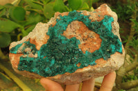 Natural Dioptase On Dolomite Specimen x 1 From Likasi, Congo