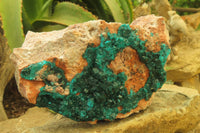 Natural Dioptase On Dolomite Specimen x 1 From Likasi, Congo