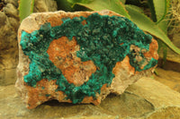 Natural Dioptase On Dolomite Specimen x 1 From Likasi, Congo