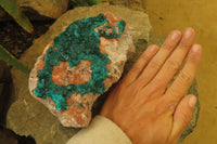 Natural Dioptase On Dolomite Specimen x 1 From Likasi, Congo