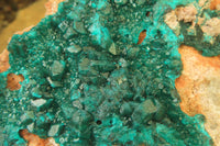 Natural Dioptase On Dolomite Specimen x 1 From Likasi, Congo