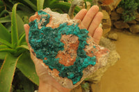 Natural Dioptase On Dolomite Specimen x 1 From Likasi, Congo