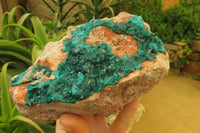 Natural Dioptase On Dolomite Specimen x 1 From Likasi, Congo