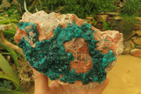 Natural Dioptase On Dolomite Specimen x 1 From Likasi, Congo