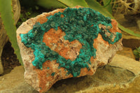 Natural Dioptase On Dolomite Specimen x 1 From Likasi, Congo