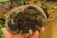 Polished On One Side Petrified Wood x 6 From Zimbabwe