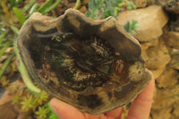 Polished On One Side Petrified Wood x 6 From Zimbabwe