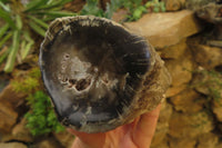 Polished On One Side Petrified Wood x 6 From Zimbabwe