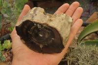 Polished Petrified Wood Branch Pieces x 3 From Gokwe, Zimbabwe