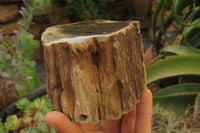 Polished Petrified Wood Branch Pieces x 3 From Gokwe, Zimbabwe