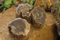 Polished Petrified Wood Branch Pieces x 3 From Gokwe, Zimbabwe