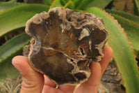 Polished Petrified Wood Branch Pieces x 3 From Gokwe, Zimbabwe