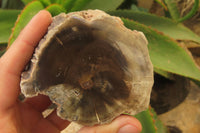 Polished Petrified Wood Branch Pieces x 3 From Gokwe, Zimbabwe