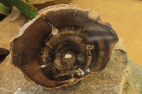 Polished Petrified Wood Branch Pieces x 3 From Gokwe, Zimbabwe