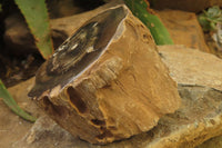 Polished Petrified Wood Branch Pieces x 3 From Gokwe, Zimbabwe