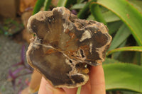 Polished Petrified Wood Branch Pieces x 3 From Gokwe, Zimbabwe