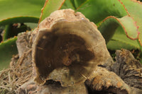 Polished Petrified Wood Branch Pieces x 3 From Gokwe, Zimbabwe