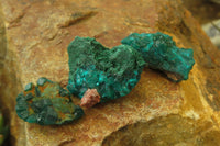 Natural Dioptase On Dolomite Specimens x 20 From Likasi, Congo