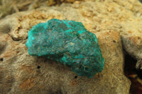 Natural Dioptase On Dolomite Specimens x 20 From Likasi, Congo