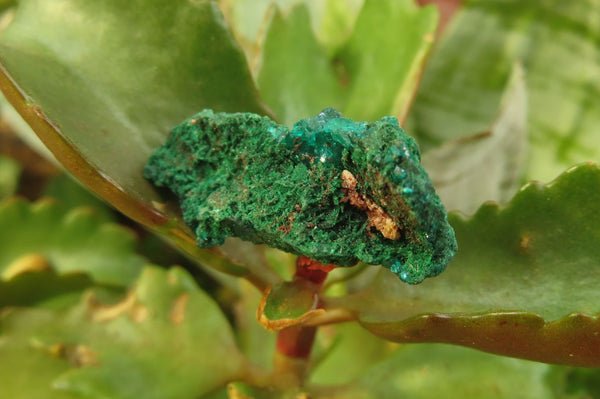 Natural Dioptase On Dolomite Specimens x 20 From Likasi, Congo