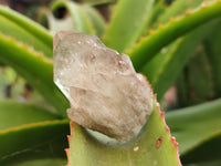 Natural Cascading Quartz Crystals x 20 From Luena, Congo