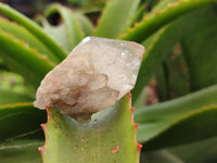 Natural Cascading Quartz Crystals x 20 From Luena, Congo